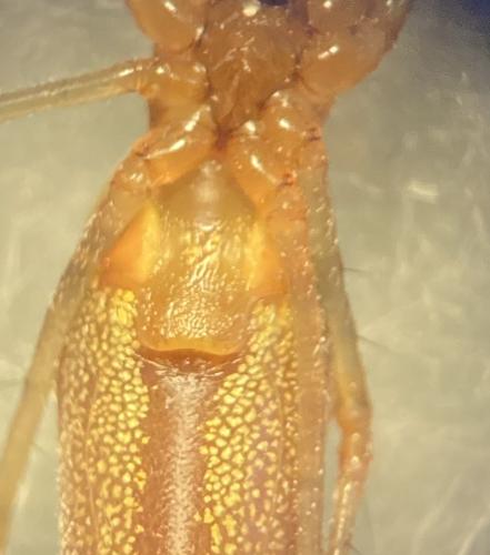Tetragnatha montana